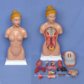 45cm Weibliche Anatomie Menschliche Körper Modell für Medizinische Lehre